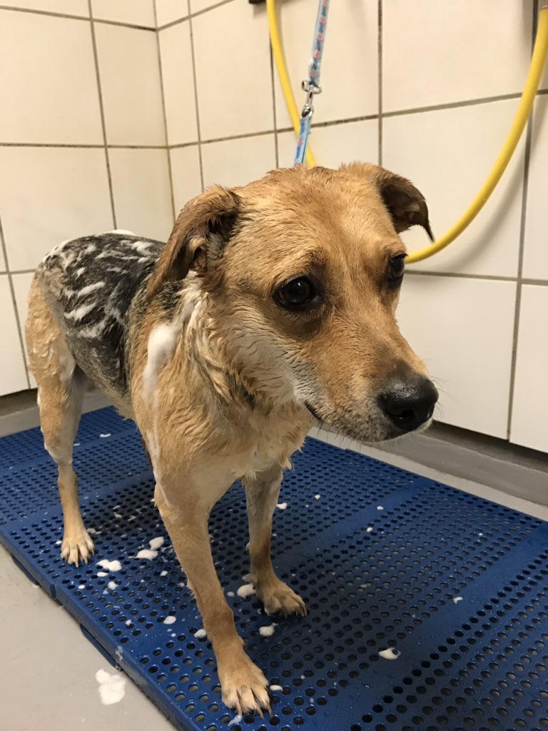 Snickerdoodle did amazing during her Furminator bath 😍