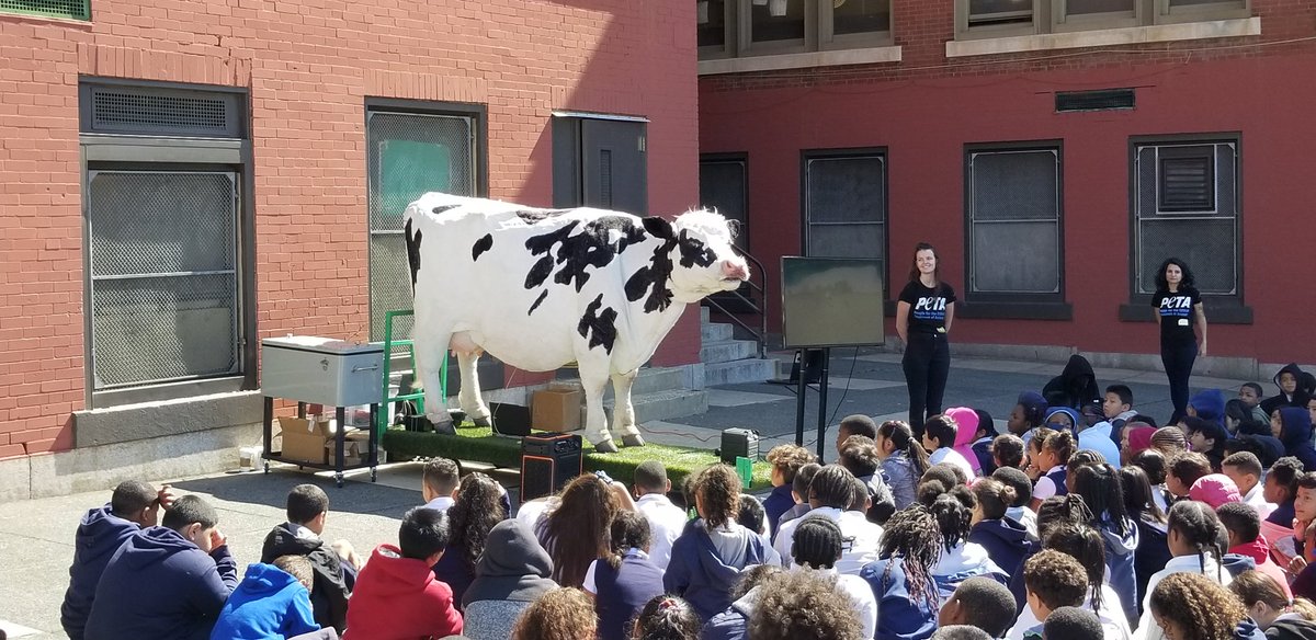 Olney_High's tweet photo. Carli the cow sharing some different perspectives with our students about cow life:)  #Olneypride https://t.co/81IST0sqXd