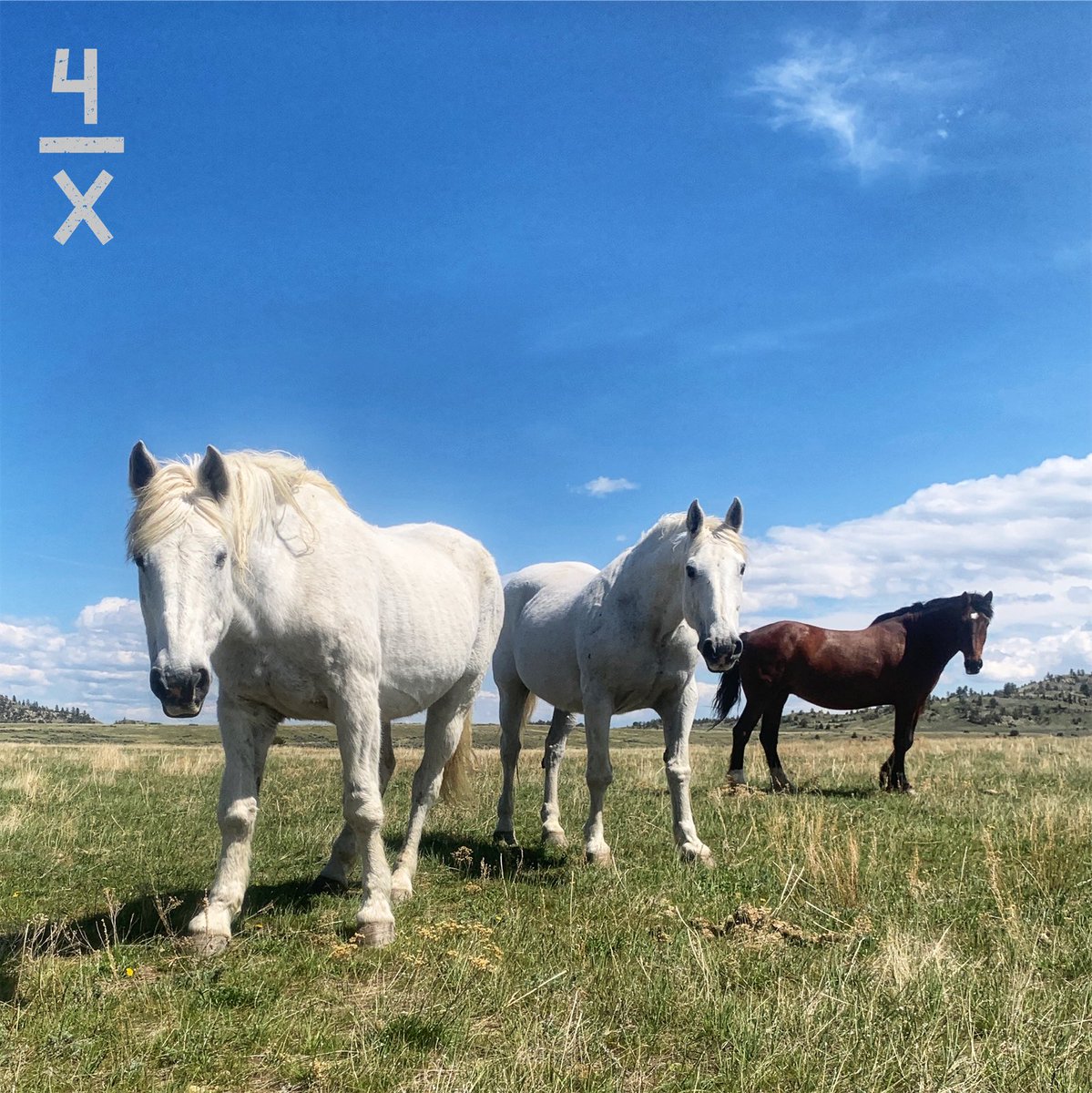 The old timers: Prairie Chicken (30 years young), Chicken Hawk (25) and Hoe Down (24). #retirement #4xRodeo <a href="/PRCA_ProRodeo/">PRCA ProRodeo</a> <a href="/PhenomGenetics/">Phenom Genetics Inc.</a> <a href="/BRNStaff/">Bronc Riding Nation</a>