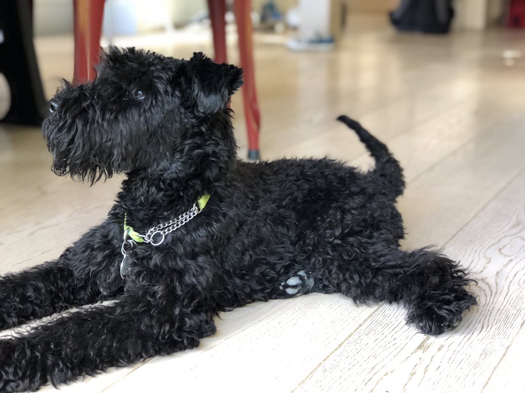 FezzikK's tweet photo. @darth Fezzik, 1) because he is the brute squad, 2) because he has black, curly hair, 3) because he’s not short on charm, and 4) because he is an Irish dog with a beard and in Irish the word for beard is “féasóg” which sounds a bit like “Fezzik”. https://t.co/AKj6tITalZ