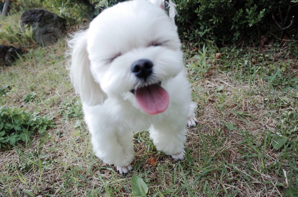 jisoovalentine's tweet photo. I hope Dalgomie had a nice birthday ❤️
#VisualDalgomDay https://t.co/pkkp6XesH4