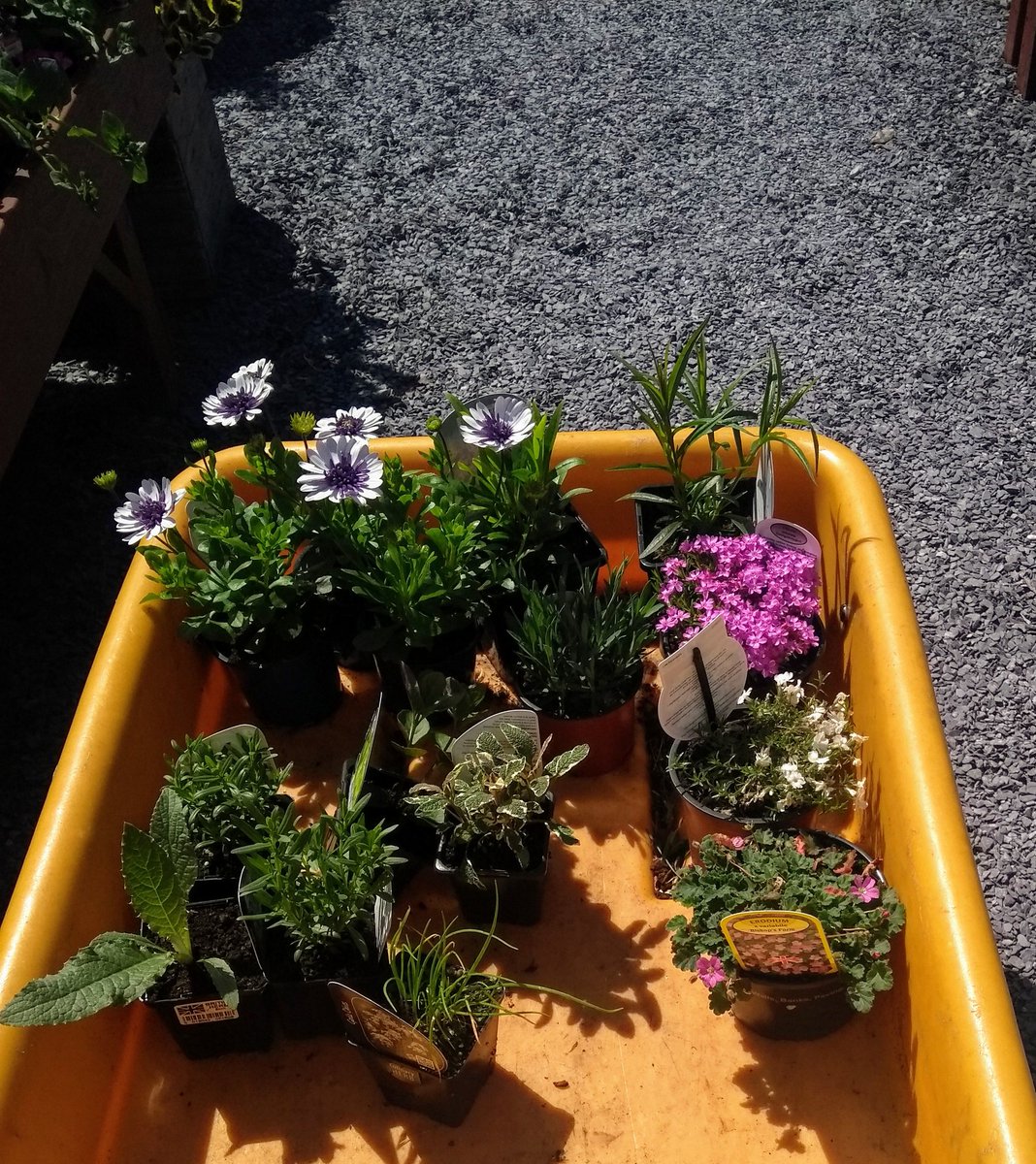 signatureleath's tweet photo. Got to make the most of this #sunshine aka time to top up the herb patch!! #gardenerintraining 🌿🌸🌿 https://t.co/8FokIfwPTC