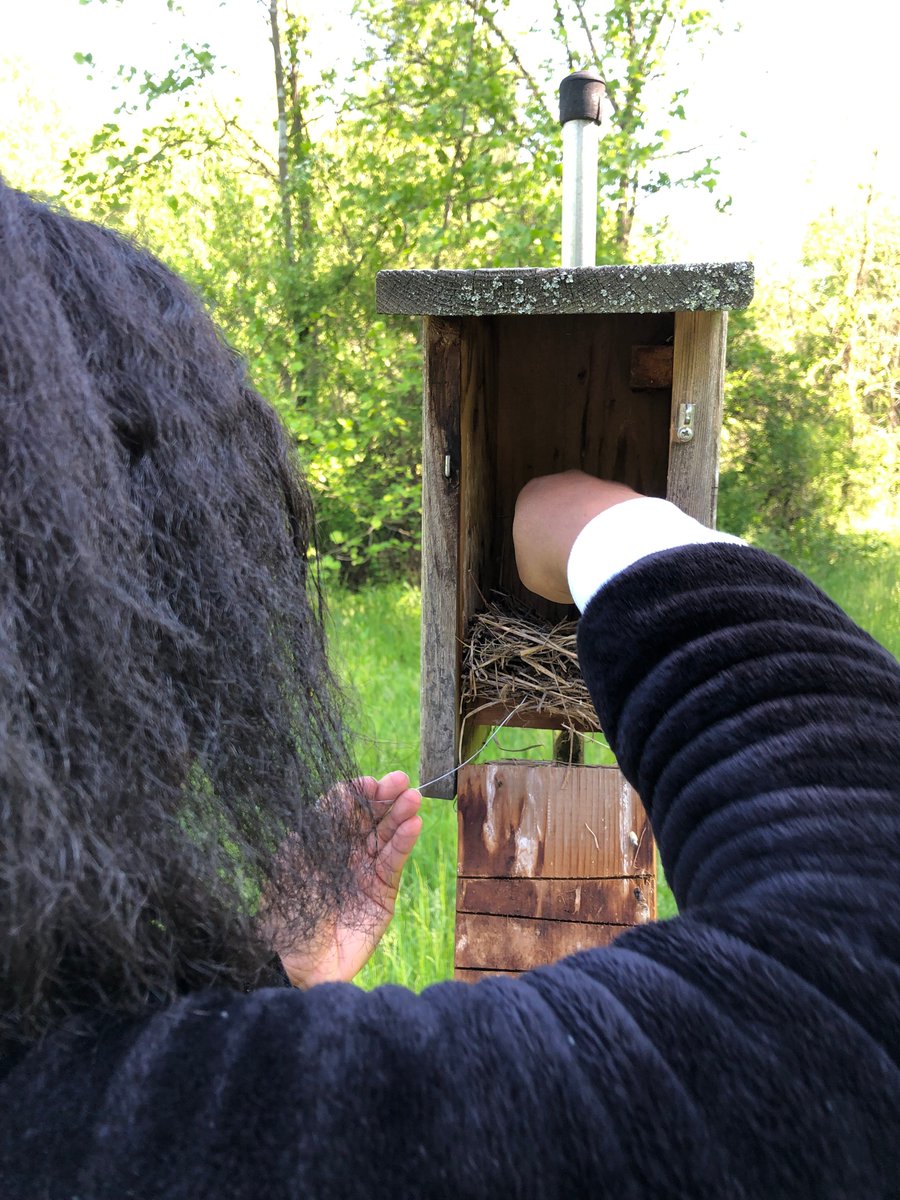 BugswithBekka's tweet photo. Another day another ~100 bird nests... still no #VampireMaggots (AKA bird blow flies).
#SpyingOnSongBirds #OHIOinsects #WednesdayWisdom https://t.co/Xlny23DkeH
