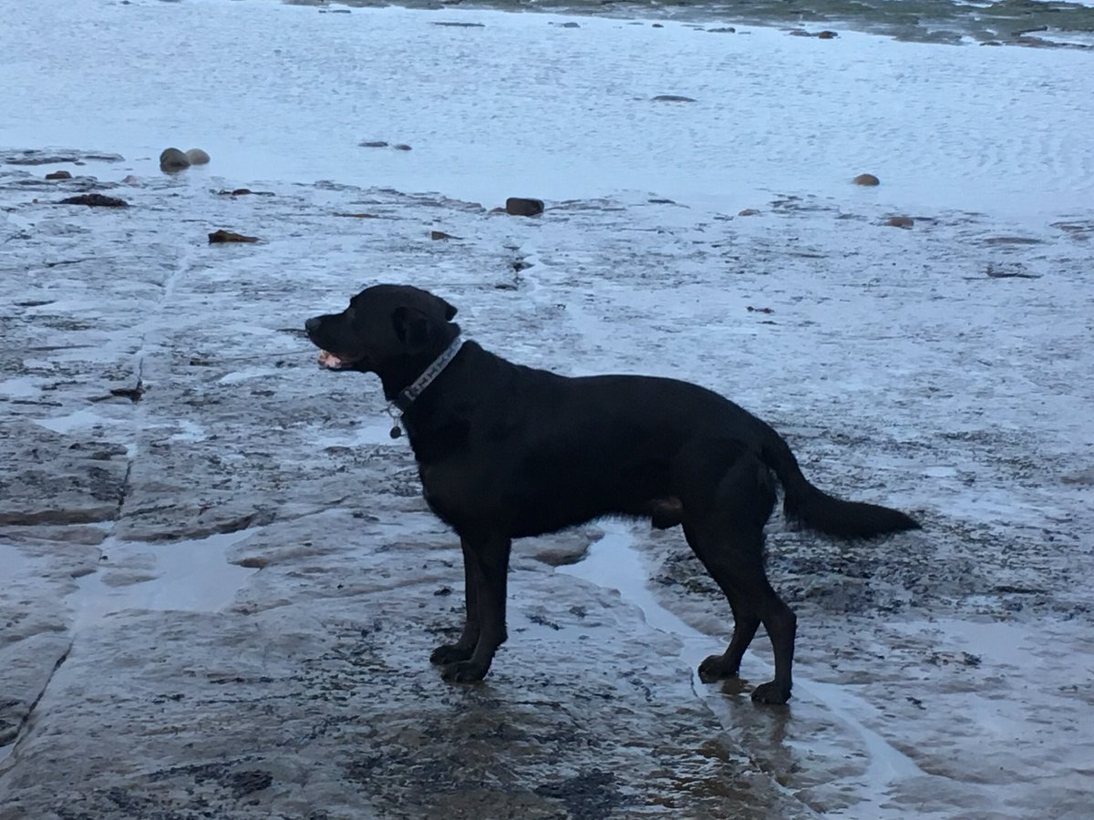 Today theme is about the death of a pet and the grief you feel at the loss. Often the death of a pet is the first bereavement that children and some adults encounter but it can feel that people don’t understand. Here’s a useful link helpguide.org/articles/grief…