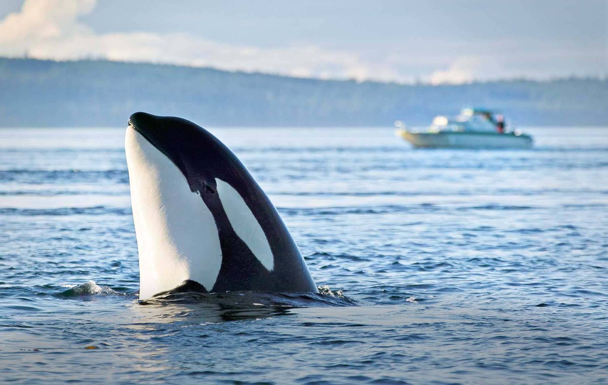 Today we are in to D.C. to meet with #Congress and show the innovative work that’s being done in 🌊 #PugetSound and why it’s worth being fully 💸 funded! #SaveOurSound <a href="/PSPartnership/">Puget Sound Partnership</a> Follow along with this thread to see what we're up to 👇