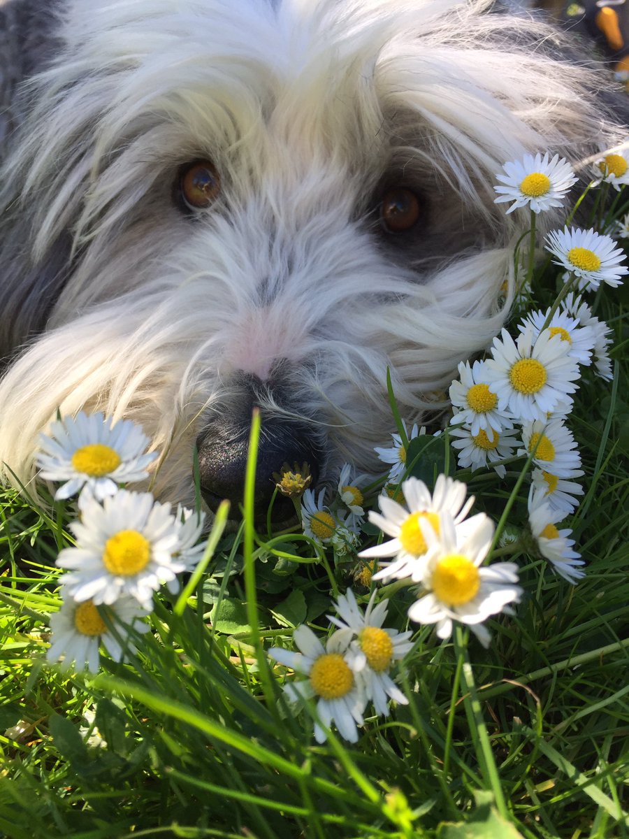 BarkingMadSLake's tweet photo. @BBCTheOneShow #dog #yeshe https://t.co/ancPi6AgGv