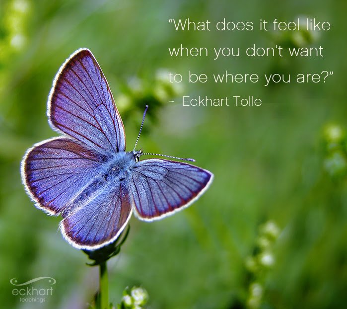 Eckhart Tolle tweet media