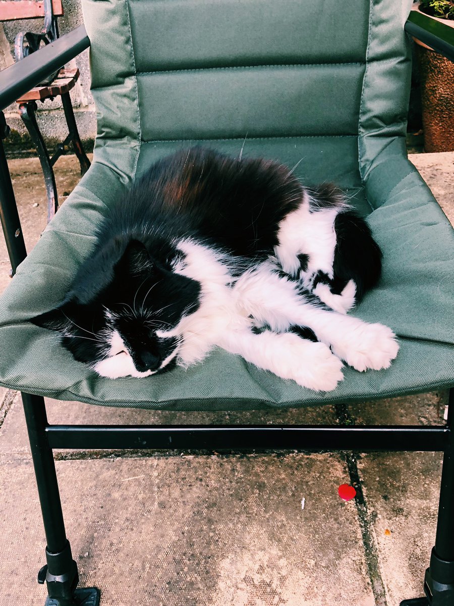 DARYLGRlMES's tweet photo. my kitty died yesterday and my heart is broken 💔 https://t.co/LNGIjs0zFJ