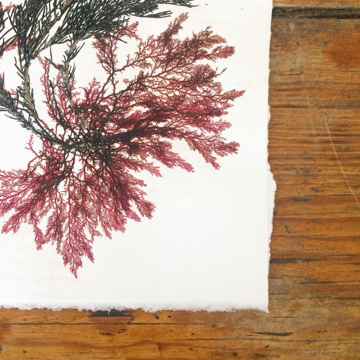 Original seaweed pressing and topshell necklace <a href="/HandmadeHour/">HandmadeHour</a> both available in my <a href="/folksy/">folksy</a> shop goo.gl/skOhEK #HandmadeHour #brighton #seaweed