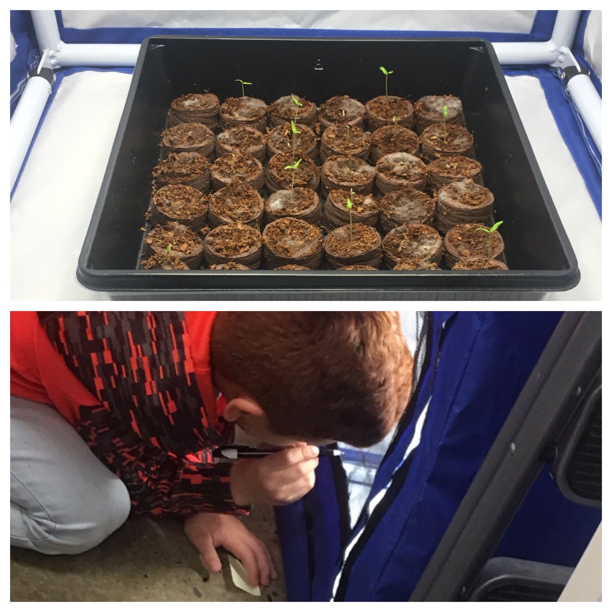 Talesof3rdgrade's tweet photo. We have @Tomatosphere germination in room 114! #tomatospheres #science #spaceseeds #tillesdaily #fspstoday https://t.co/FI5s9lrdAr