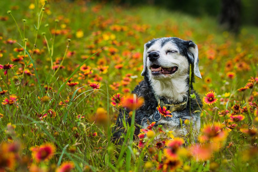 dogquality's tweet photo. As your pup reaches his or her senior years, we've got diet, exercise & dental hygiene tips to increase lifespan & many more tips to improve #DogQuality of life. Read our latest #SeniorDog blog on what you can do to keep your doggo happy and comfortable...https://t.co/yN6DmsWlbX https://t.co/hbC23CLNus