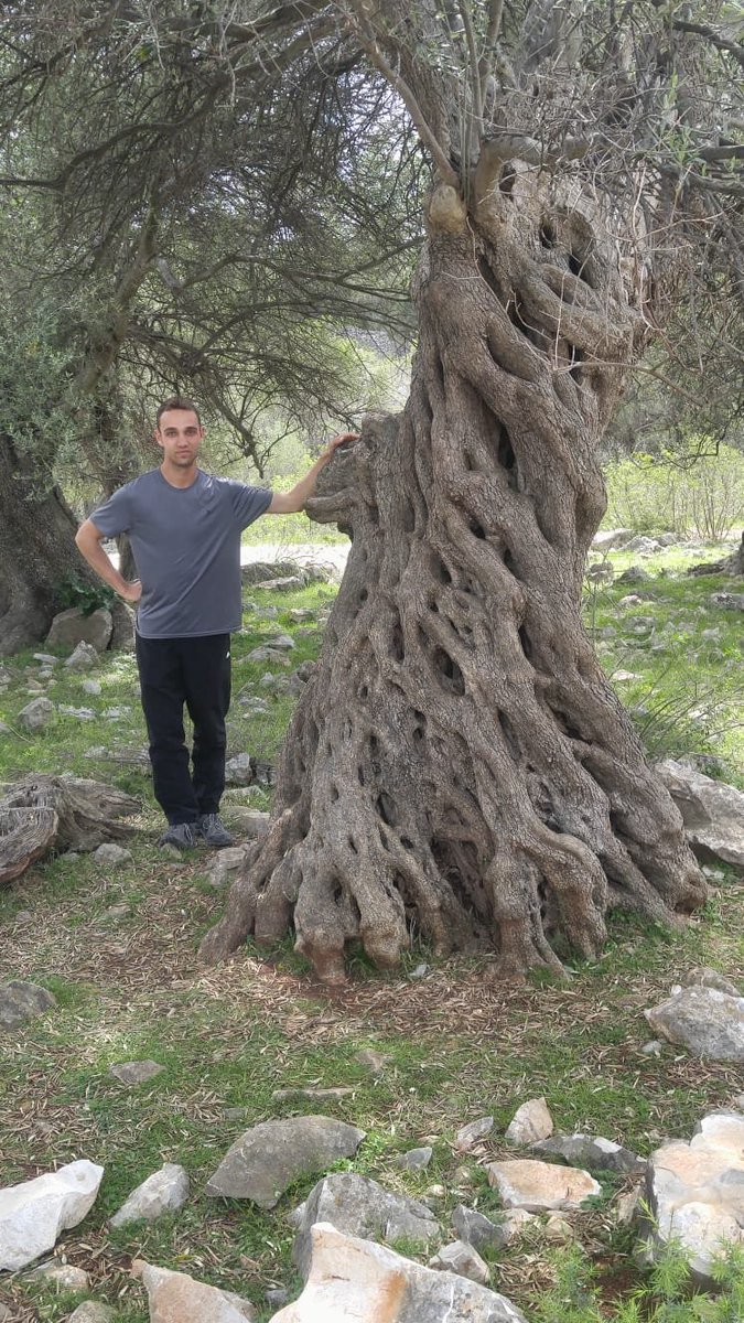 GalProjekt's tweet photo. It was very hard-working last weekend at Olive Gardens of Lun where we use our #geospatial technologies in #olive #landscape modelling. 🌿💻📡

#olives #DJI #Geospatial #agronomy #3Dmodeling https://t.co/sRcAmbDEPV
