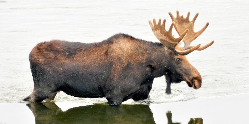 NWF's tweet photo. Today @BLMNational decided to renew mining leases in the headwaters of the pristine #BoundaryWaters, imperiling wildlife. “This abominable decision shows the depths of @Interior's imbalance towards mining at all costs." -NWF's @Collin_OMara. https://t.co/w9SwL1j9zV #BWCA https://t.co/92iz6hKleq