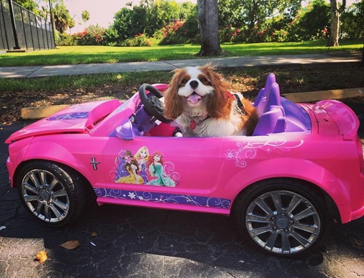 NoeleMahone's tweet photo. This is how I roll https://t.co/Cg7RAKxErY