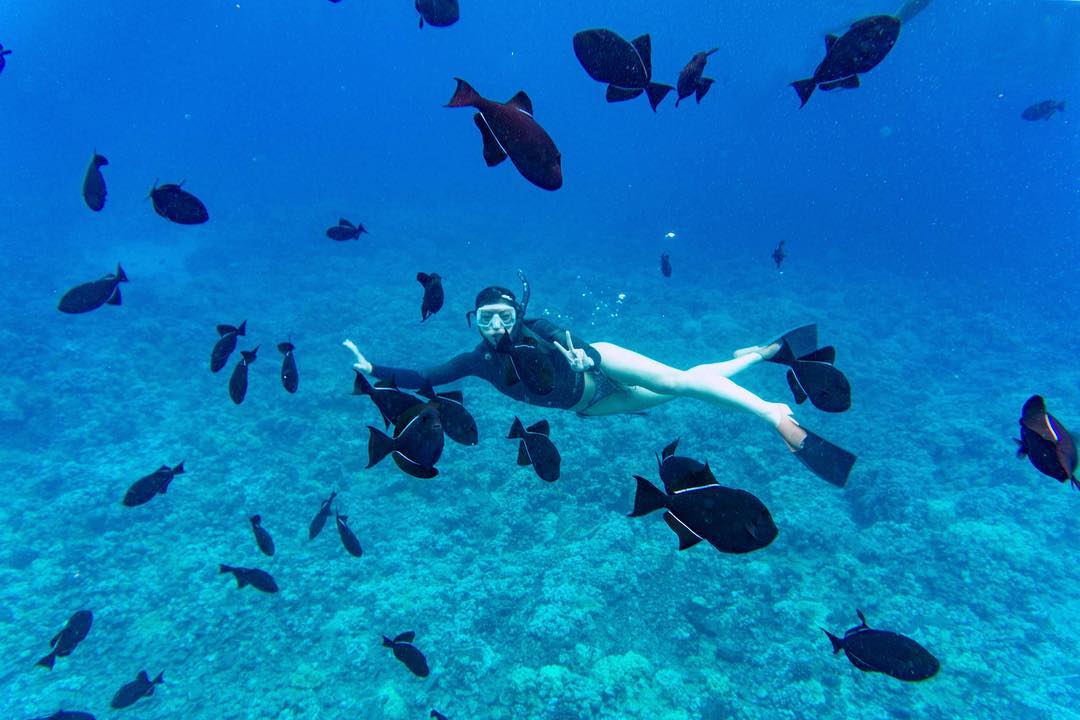 TravelShackHI's tweet photo. Whale watching tours may have ended this season, but we still have plenty of snorkel cruises to experience Hawaii's other vibrant marine life, including encounters with an array of fish, turtles, dolphins and much more 🐠🐢🐬 Check out our website for tour options! https://t.co/d0cuVQP31c