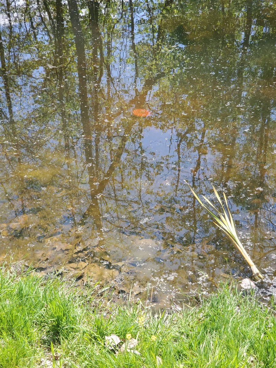 CFCoachBA's tweet photo. Finally sunny &amp; clear enough that we found an opposing team's discus in the retention pond... time to get the rain boots out &amp; see how deep the water is... #throwerprobs https://t.co/YhDLqCqrLM