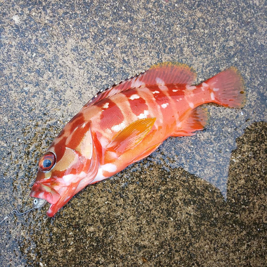 ikatamu's tweet photo. アカハタとガシラ
でもあと続かない…😰
#三重県 #熊野 #ADDiCTiON #CoverSensor #morethan #モアザン #megabass #mymegabass #ハゼドンシャッド #グラスミノー #アカハタ #ガシラ #帰りは晴れ https://t.co/55B95BgOIP