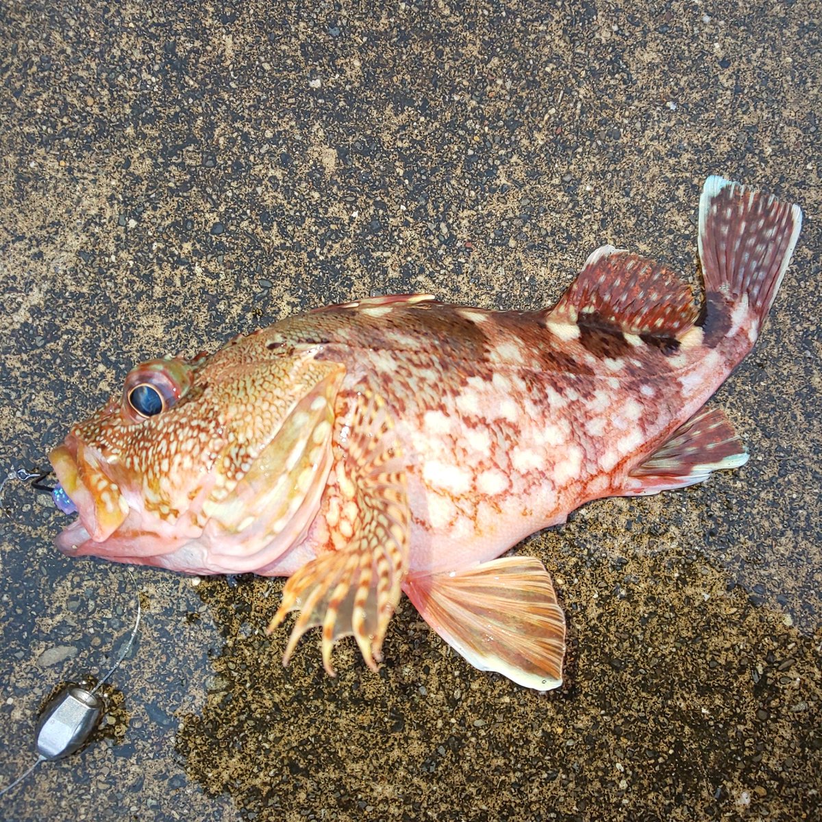 ikatamu's tweet photo. アカハタとガシラ
でもあと続かない…😰
#三重県 #熊野 #ADDiCTiON #CoverSensor #morethan #モアザン #megabass #mymegabass #ハゼドンシャッド #グラスミノー #アカハタ #ガシラ #帰りは晴れ https://t.co/55B95BgOIP