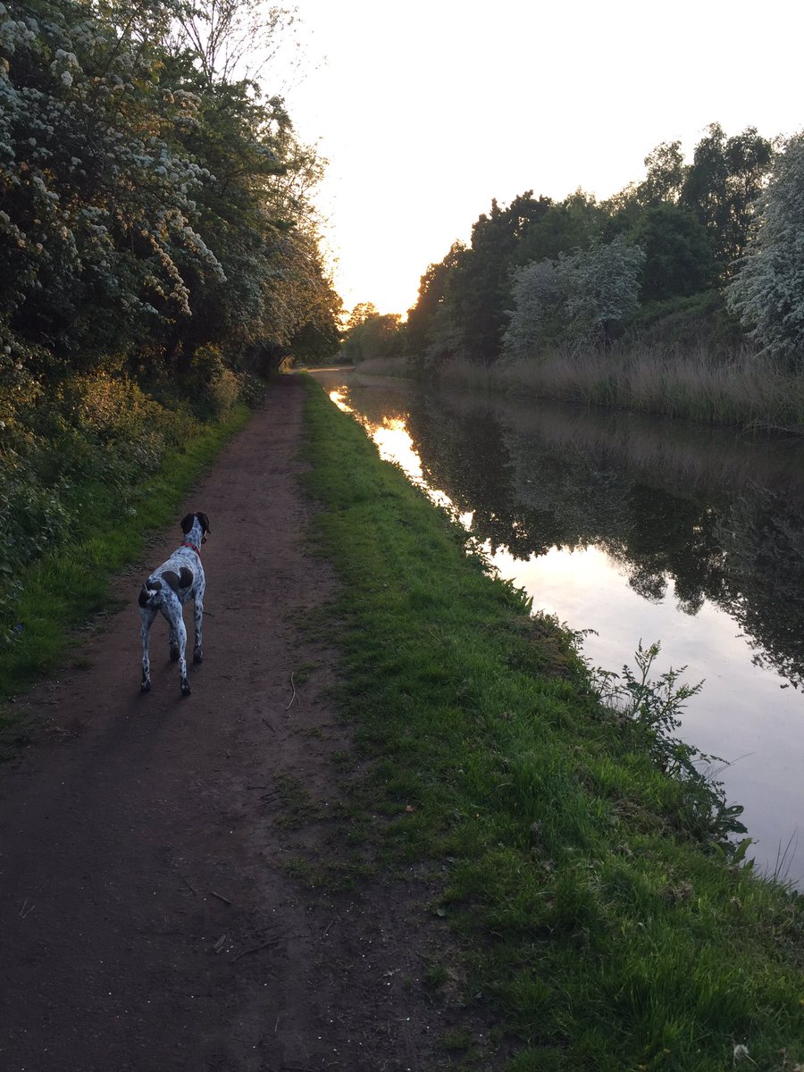 halo42's tweet photo. Just me and #pennythepointer 🐶 on the canal towpath, getting a few steps in to wind down after a couple of weeks of form-filling stress - birds singing &amp; sounds of agricultural machinery humming away in the background 👍 Great to be finished with BPS forms for another year ✅ https://t.co/NMkvwaWzGa