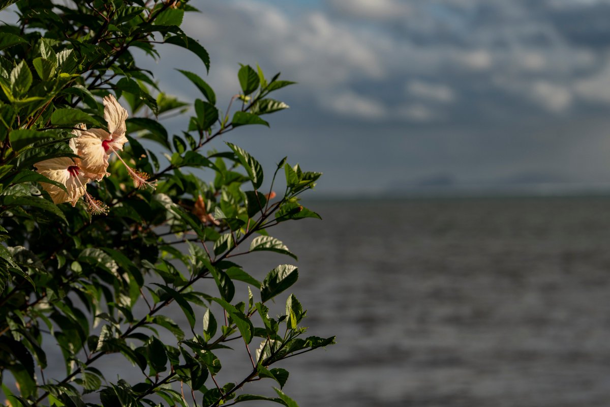 antonioguterres's tweet image. Our oceans are in serious trouble, from coral bleaching to biodiversity loss. Healthy oceans save lives and livelihoods. We need urgent #ClimateAction to protect our oceans - and our future.