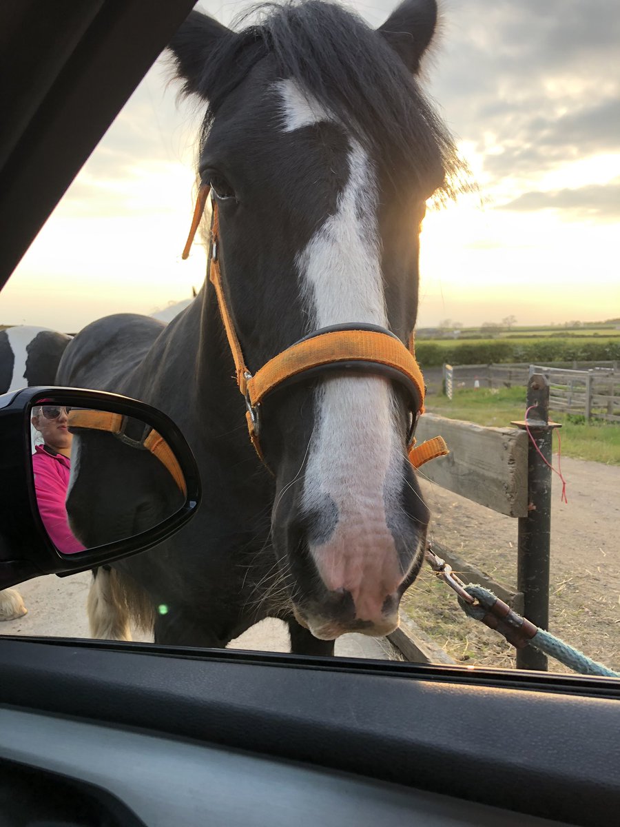 The man that pays the bills popped up the yard on his way back from his day of skiving in York. <a href="/PonyTommyboy/">TommyboyPony</a> is so greedy he just had to get his head in the trailer tow machine to look for scoobys - but 1 treat. ONE treat! There ARE two of us. #greedy #huffyhorse <a href="/aponyhour/">#ponyhour</a>