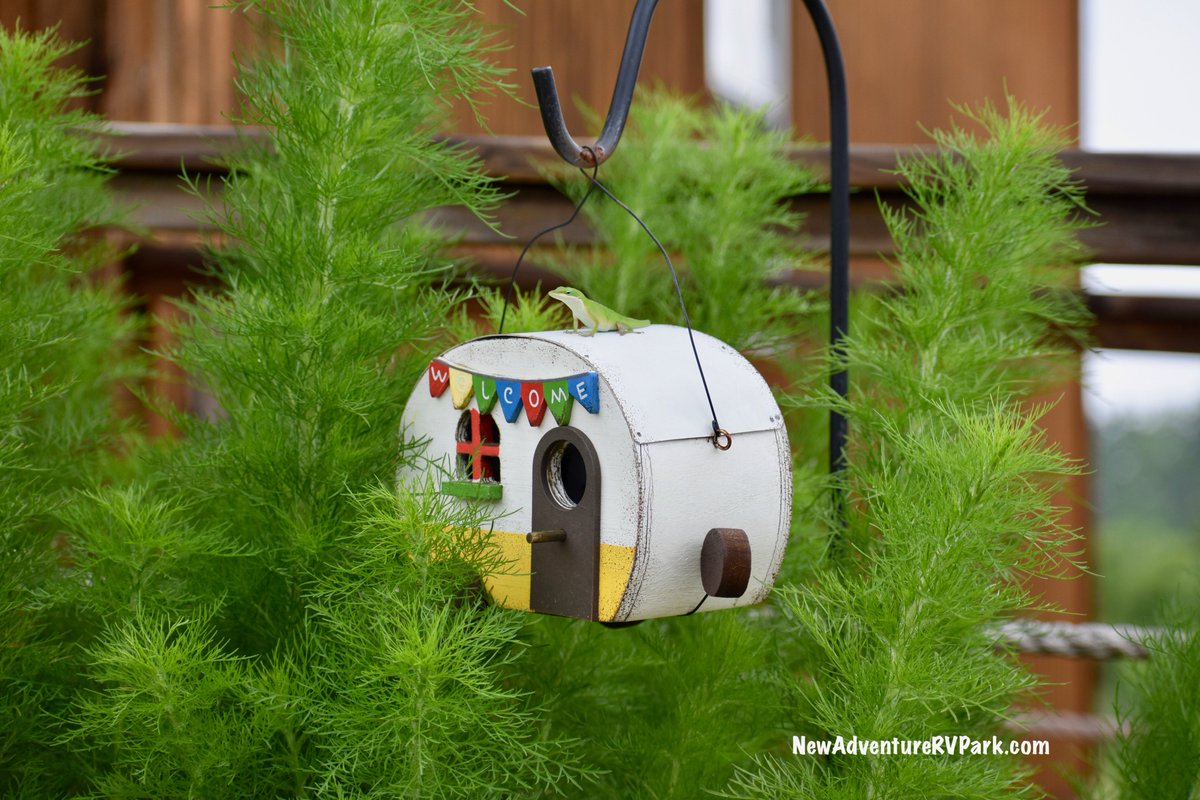 A sunny day is the perfect time to inspect the RV roof 😁🦎#lizard #RV #EastTexas #rvroof #nature #rvlife