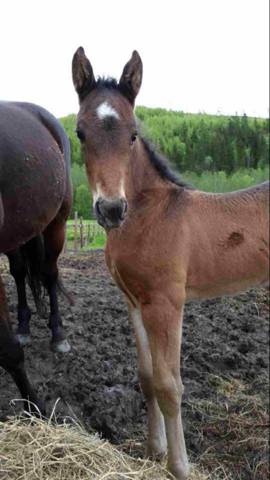 Yesyesyes!! Cecena Ås ❤️ Tabu B.R. Første oppdretter seier på Bjerke i dag!! 💪🏼