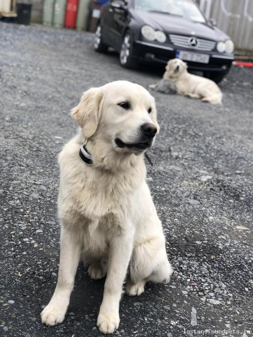 lostfoundpets's tweet image. A male dog was lost on 19/04/2019 in The Local Area, #Latton lostandfoundpets.ie/nbqkxy #lpie