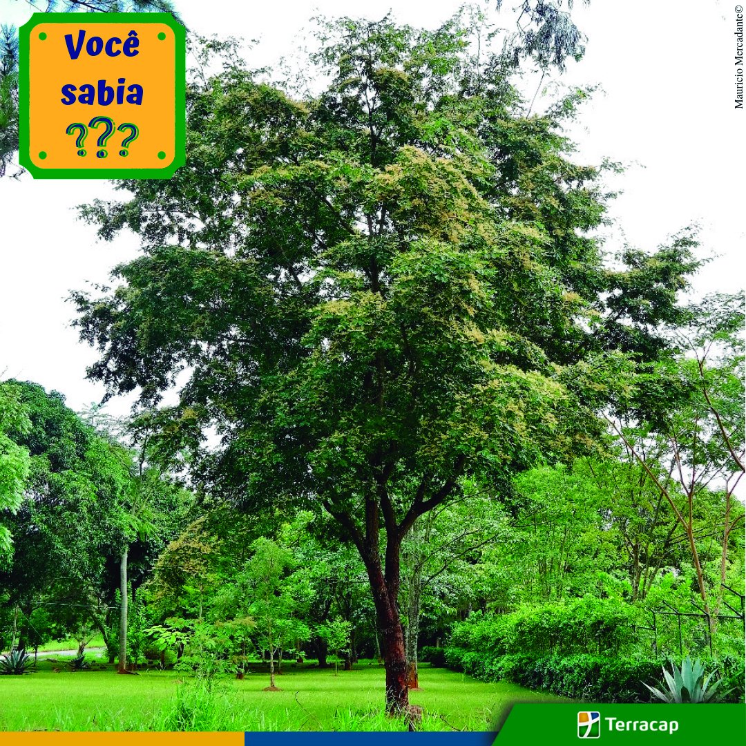 Árvore nativa do cerrado, a Copaíba é conhecida pelo óleo extraído de seu tronco. Esta planta arbórea pode chegar a até 40m de altura e 4m de diâmetro, sem falar que ela vive cerca de 400 anos! 
#ConheçaoCerrado #VivaoCerrado #VocêSabia #TerracapFazPorVocê