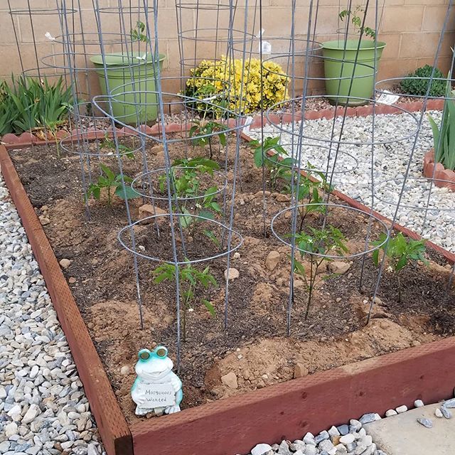 SeedsinDirt's tweet photo. Peppers and tomatoes planted in the first of my raised beds in what will be my new California garden... https://t.co/sNI5LvK12a