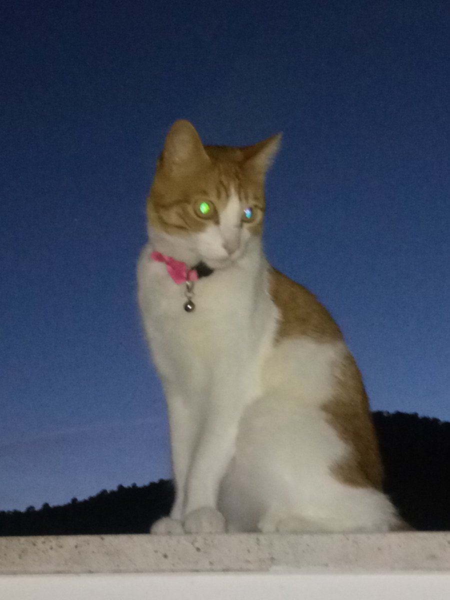 Damdelg's tweet photo. #MktMascotasMN bonito tema y cuanto dan #MarketerosNocturnos https://t.co/sQV54M2Kfu