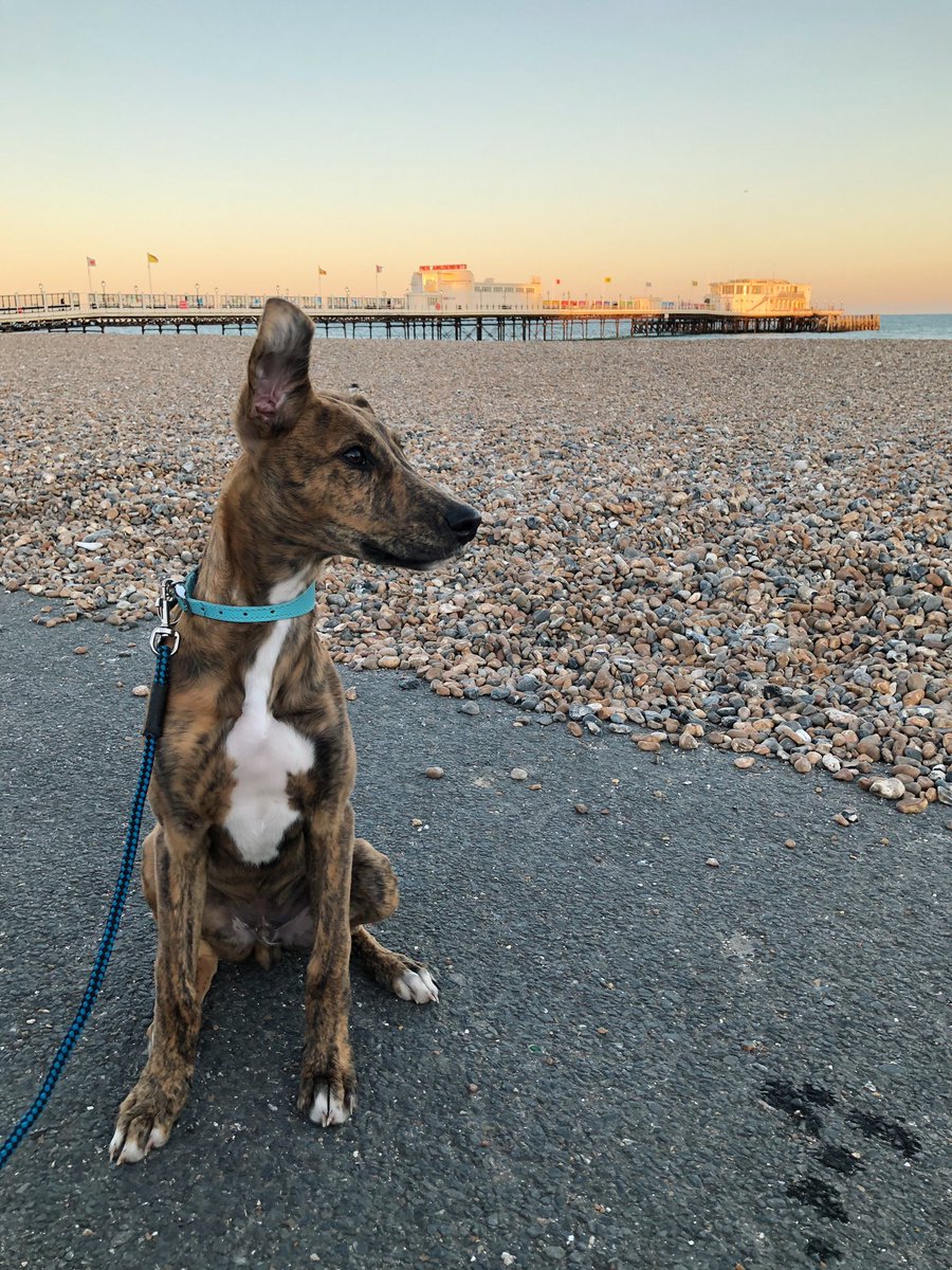 Our Chief Happiness Officer heard about Worthings pier of the year and wanted to check it out himself... he thought it looked quite fetching! 😍

#worthing #worthingpier #pieroftheyear