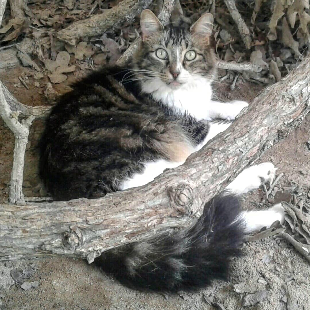 Adorable Sergio enjoying the beautiful day in the catio.❤
#catsanddogsforeversanctuary #safethemall #rescuecat
#cute #sweet  #kittycat #happy #cutecat #happycat #catenclosure  #adoptdontshop  #catsanctuary  #ilovecats  #putzig. #adorable #streetcat #pamperedcats #share #catio