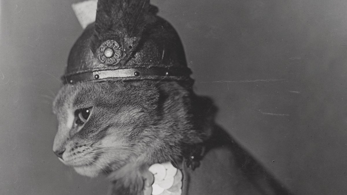 RT <a href="/lifehacker/">Lifehacker</a>: The Library of Congress now has a free collection of vintage cat pictures lifehac.kr/lEDrVXd  <a href="/campbellcre8s/">Tracy</a>