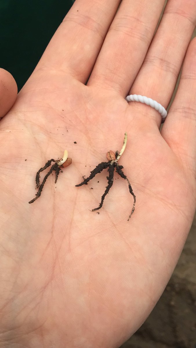 AbmaAlex's tweet photo. Seeded one week from today! #cndag #plant19 https://t.co/3EODNgtB0l