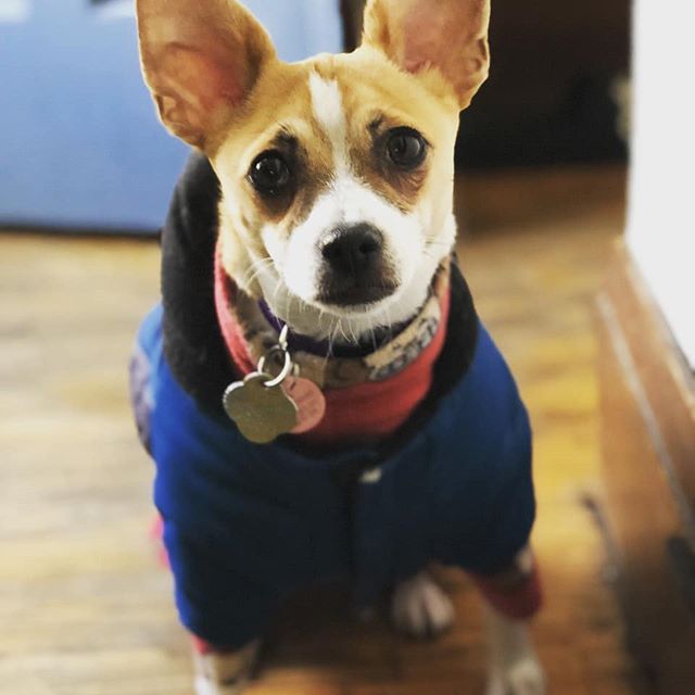 ChefHoots's tweet photo. Our dog Coconut is getting pretty frustrated with this stupid cold weather. Summer time here we come....!?!? #dog #dogwalking #toronto #chiahuahua #pets #coldweather

📸 https://t.co/LcO87jR90b via https://t.co/WTTIrpLb2w https://t.co/Mz5ViXcx3U