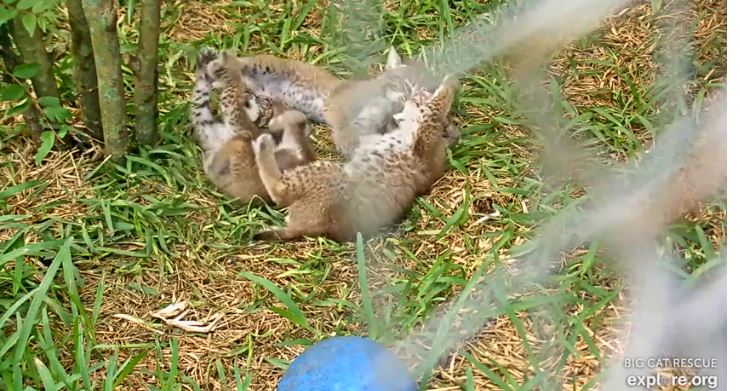 Sky bobcat and her 3 babies are on their way to their release site in Florida. Good luck little ones. Sky was a great momma especially after she gave birth while caught in a farmer's trap. @bigcatrescue