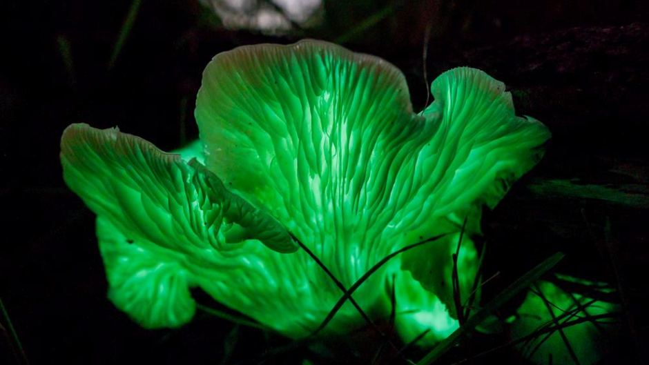 AsombroVerde's tweet photo. #Hongos bioluminiscentes.  80 especies. #Luciferasa actúa.Fenómeno #Foxfire 
1)Omphalotus nidiformis
2)Mycena Chlorophus
3)Filoboletus manipularis
4)Omphalotus nidiformis
@InterestingSci1
@ApuntesCiencia
@PolCa98
@HdAnchiano
@FerTheman
@HiddenNatureYT
@BoixRichter
@arcadeciencia https://t.co/7dsXCx8ewP