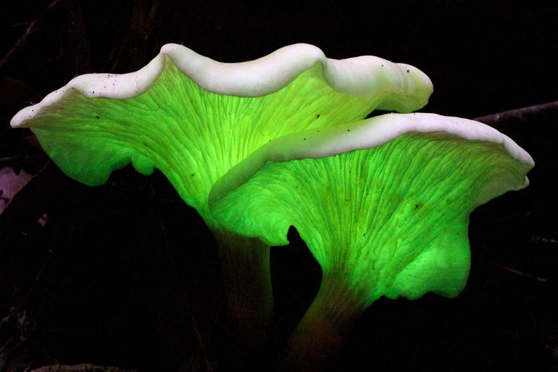 AsombroVerde's tweet photo. #Hongos bioluminiscentes.  80 especies. #Luciferasa actúa.Fenómeno #Foxfire 
1)Omphalotus nidiformis
2)Mycena Chlorophus
3)Filoboletus manipularis
4)Omphalotus nidiformis
@InterestingSci1
@ApuntesCiencia
@PolCa98
@HdAnchiano
@FerTheman
@HiddenNatureYT
@BoixRichter
@arcadeciencia https://t.co/7dsXCx8ewP