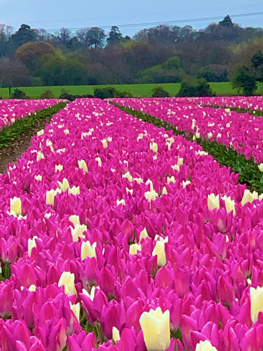 NSFT_CCIO's tweet photo. Feeling so ENERGISED after seeing @Diane_W_Hull , @JonathanW_SABP and Jan today. With so many compassionate clinicians helping us I know @NSFTtweets has got a blooming marvellous future! #clinicalleadership #good2outstanding.We're coming to join you in Outstanding @ITDocPaul ! https://t.co/zIE7gmFGJg