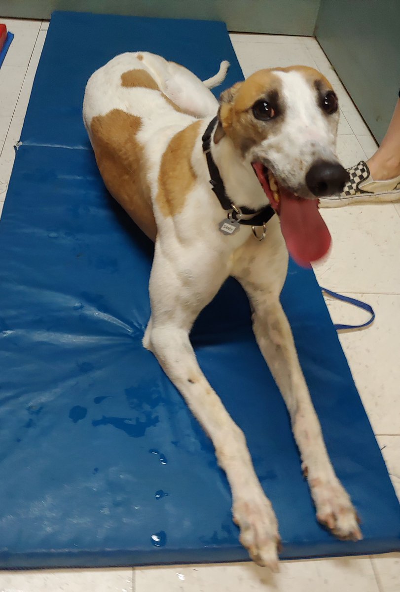 GaltxOrg's tweet image. Sandi will turn 2 on July 4th!  This patriotic pup joined GALT along with her sister Eliza, mom Garbo and 1/2 sister Beth.  This girl is a stunner and a runner!  She will be ready to run into your heart soon. galtx.org/hounds/sandi2.…. #greyhounds #fastdogs