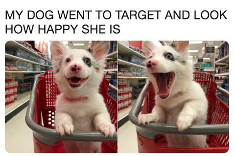 pawsandearspet's tweet photo. Just wait until she gets to the dollar section!
🐶😂

#pawsandears  #pettransport #thepettransporter #groundtransport #petdelivery #doortodoor #pettransportation #pettransporters #pettransportservice #pettransporter #petpictureoftheday #petpicture https://t.co/BqYfXnFM2W