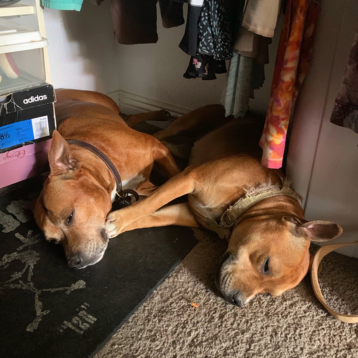 MyStaffords's tweet image. After a long morning of gopher hole digging, Elena and Jedi rest in the closet. #StaffordshireBullTerrier #vermincontrol #8Years #14Months