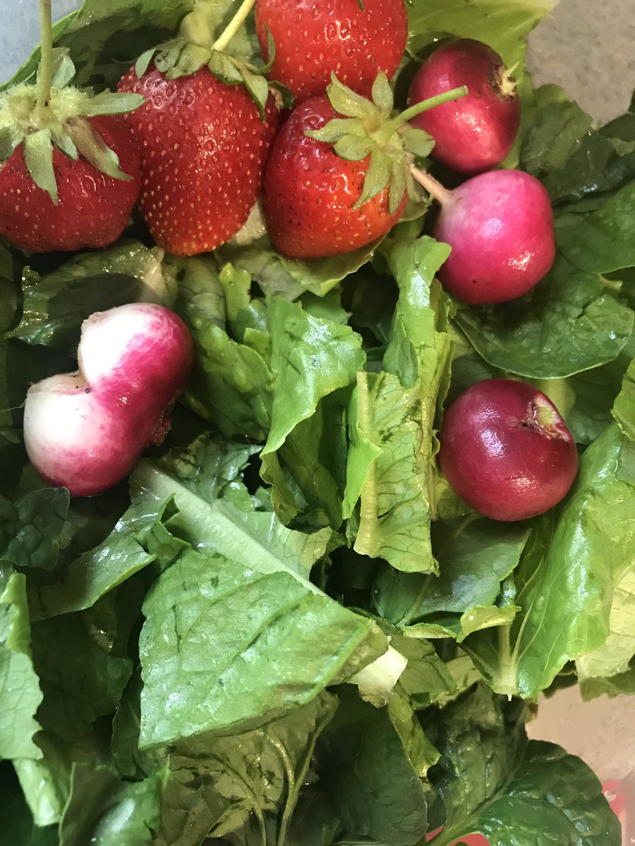 BellinoJillian's tweet photo. Fresh from the learning garden 😍 #odellprimarypride https://t.co/8GKQligecI
