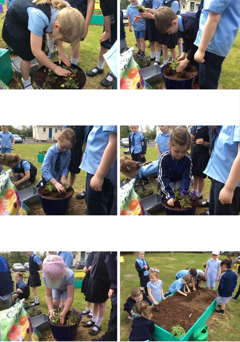 LissanPs's tweet photo. Our 'Big Spring Clean'.  Busy day today; tidying the school grounds, litter picking, weeding, planting edible flowers, putting in canes to support the pea/bean plants &amp; painting our benches &amp; fences.
Thanks to our parent volunteers; Mark, Caroline, Joanne, Catherine &amp; Claire! https://t.co/6Bmyp6JrfC