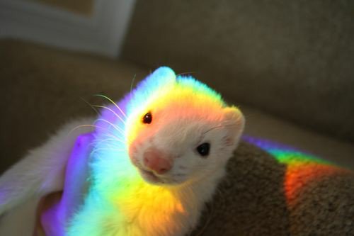 Can we take a moment and just appreciate how adorable these ferrets are