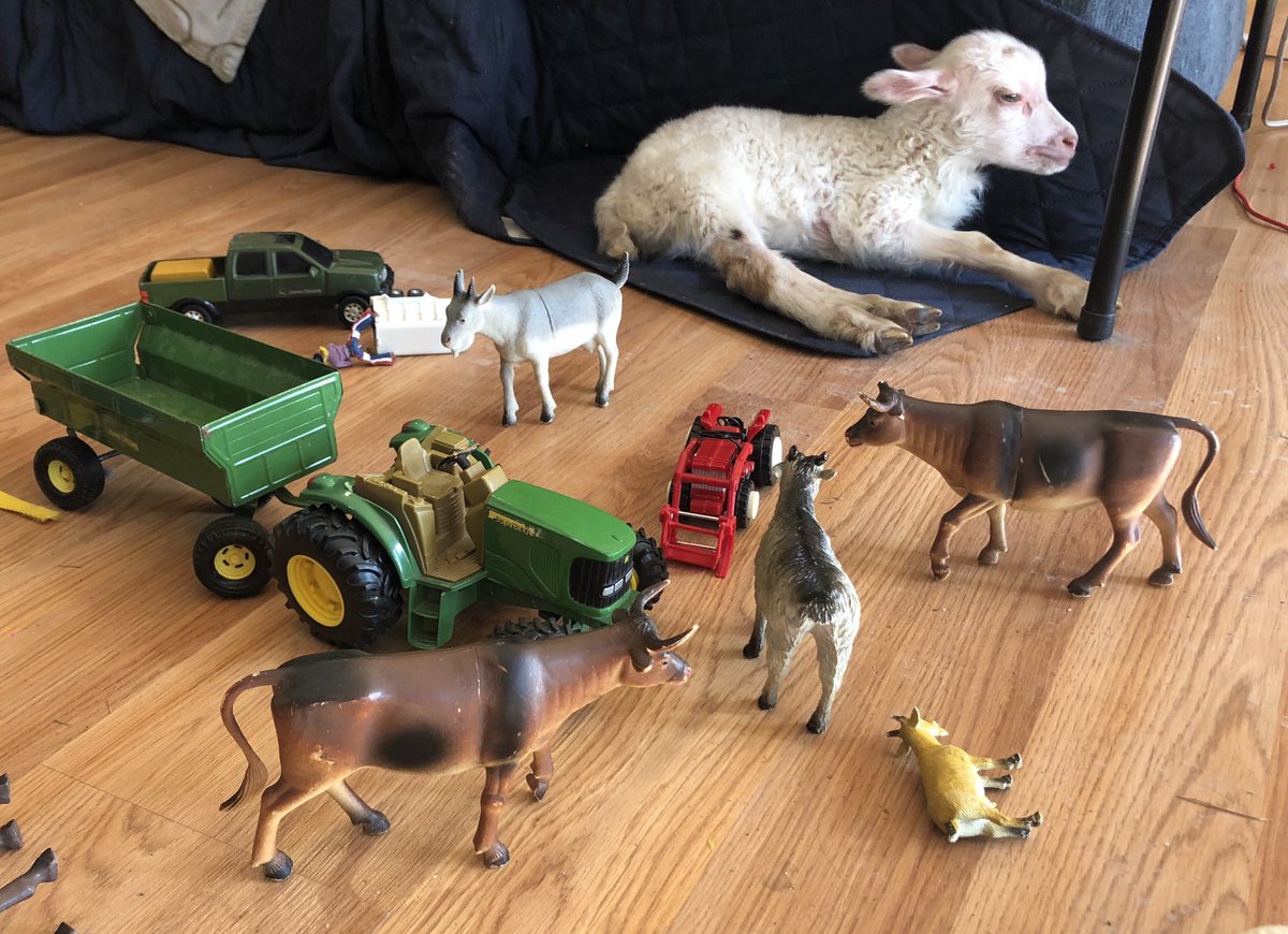 markus_braaten's tweet photo. This is what happens when you combine bottle lambs and daughters. https://t.co/32COkcRL0i