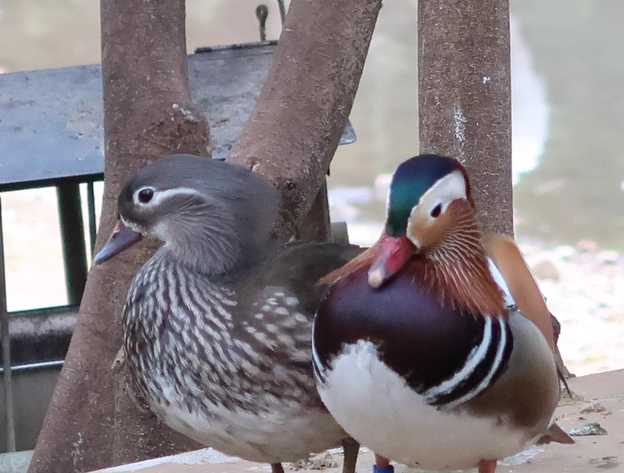 多摩動物公園［公式］ on X: 