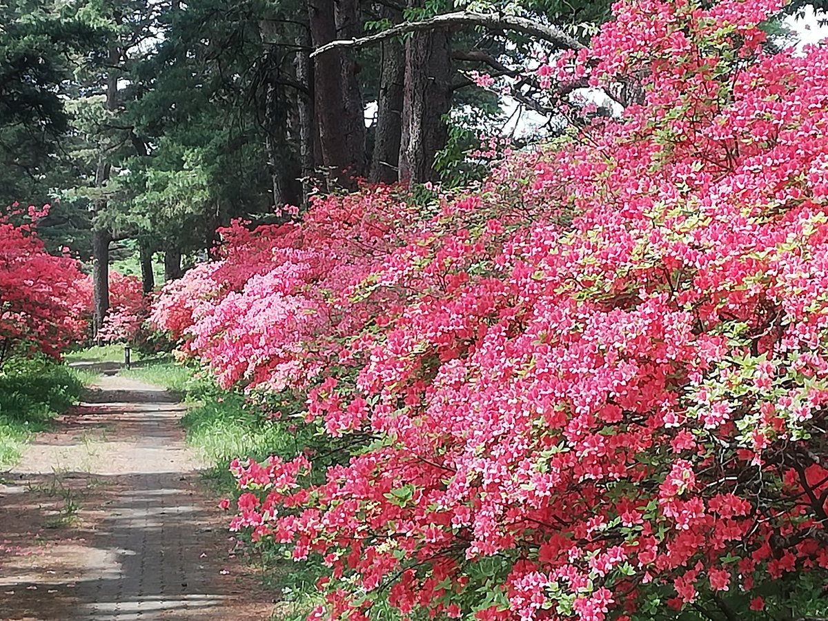 前橋観光コンベンション協会 5 16 赤城神社 三夜沢 参道松並木の ツツジ が満開 もうツツジは終わりだろうと確認にいったら とんでもない 絶賛全開で圧巻の満開です 是非 参拝とあわせご覧ください ぐんまフラワーパークそばです 群馬県