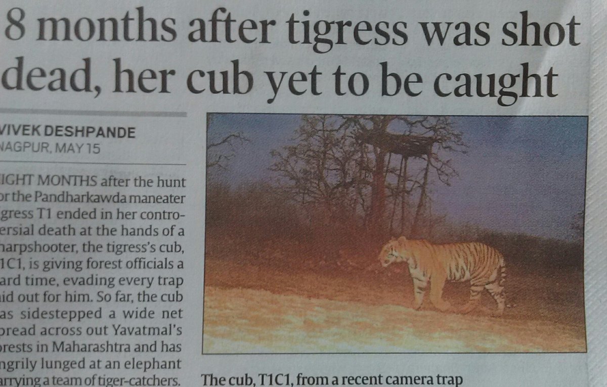 marahul's tweet image. #PandharkawdaTigress conveniently #MaharashtraForestDepartment has sat over inquiry report on controversial killing of #T1Tigress. Now that cub #T1C1 is still alive and independently surviving why all the fuss of his capture. Why not let him remain free.